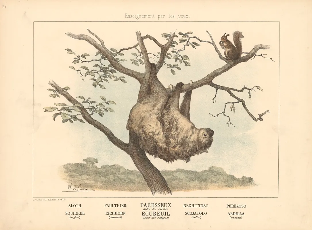Sloth Squirrel