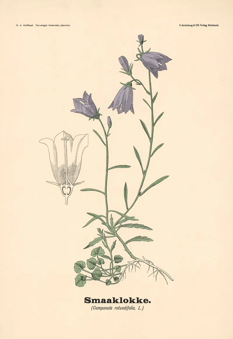 Smaaklokke Campanula Rotundifolia L Wall Art by Olaf Alfred Hoffstad - High-Resolution Digital Print