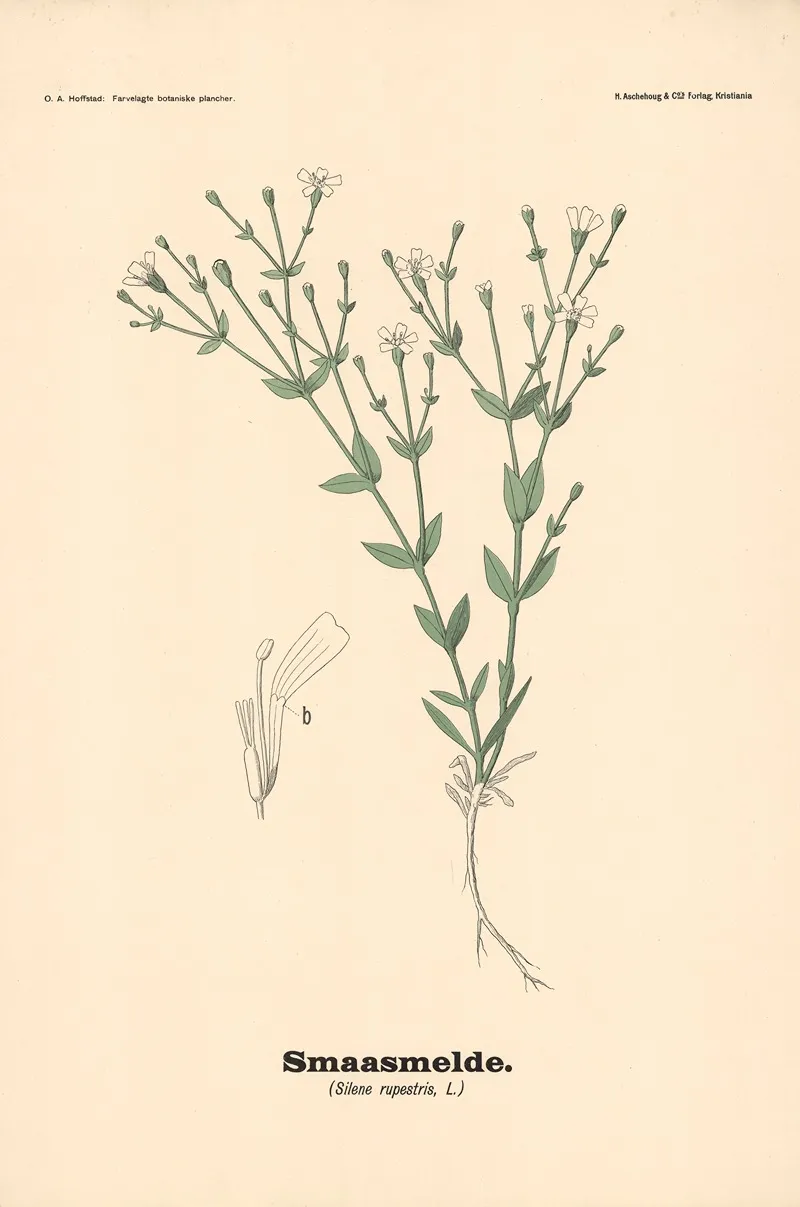 Smaasmelde Silene Rupestris L Wall Art by Olaf Alfred Hoffstad - High-Resolution Digital Print