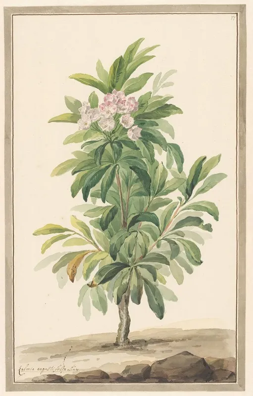 Smalbladige Lepelboom In Landschap Kalmia Angustifolio