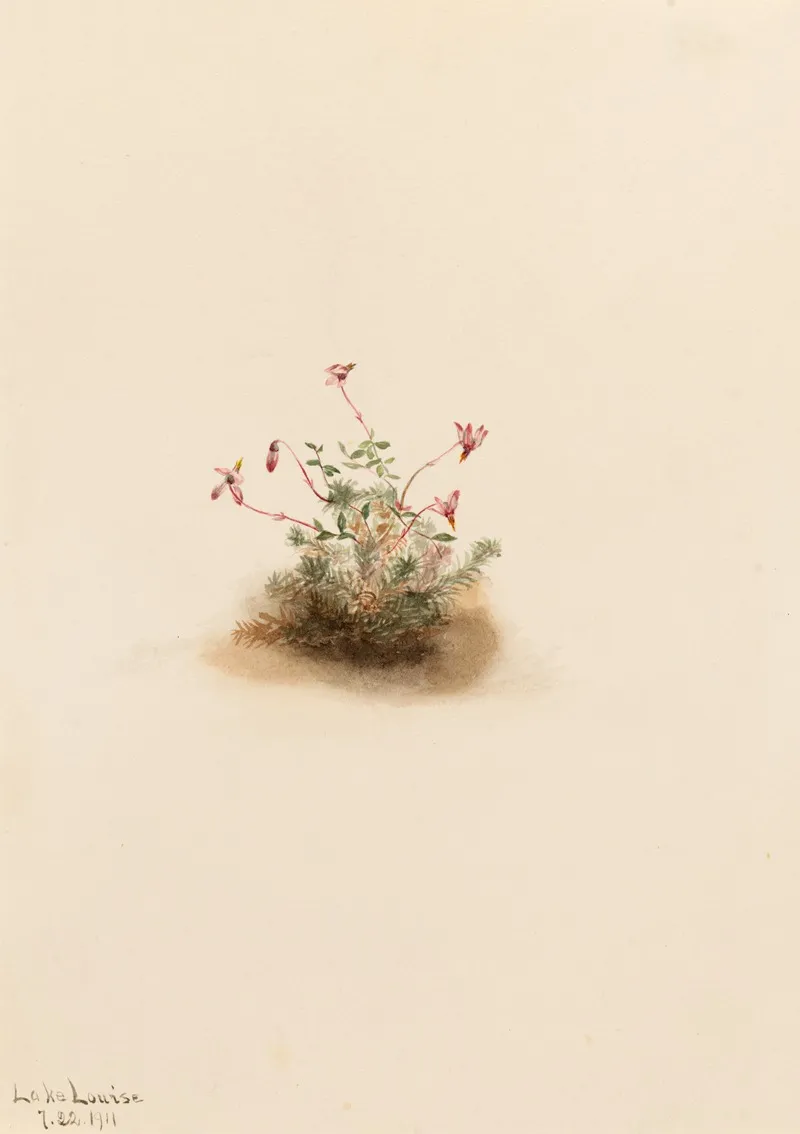 Small Cranberry Oxycoccus Palustris 2