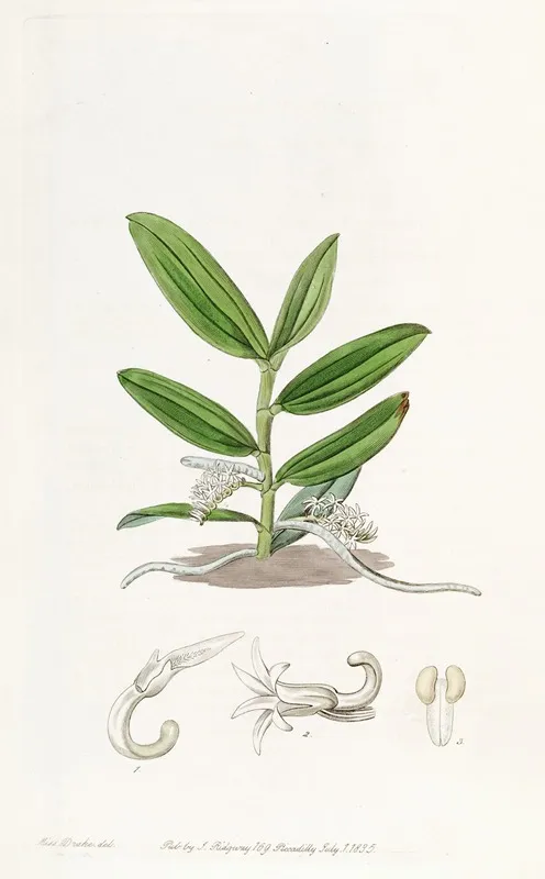 Small Flowered Angraecum Wall Art by Sydenham Edwards - High-Resolution Digital Print