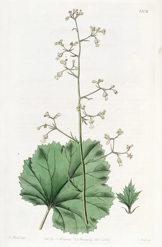 Small Flowered Heuchera Wall Art by Sydenham Edwards - High-Resolution Digital Print