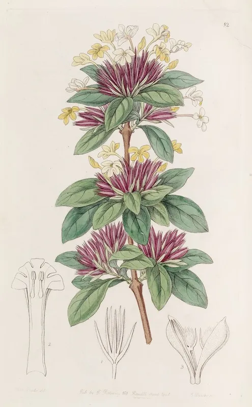 Small Flowered Lankesteria Wall Art by Sydenham Edwards - High-Resolution Digital Print