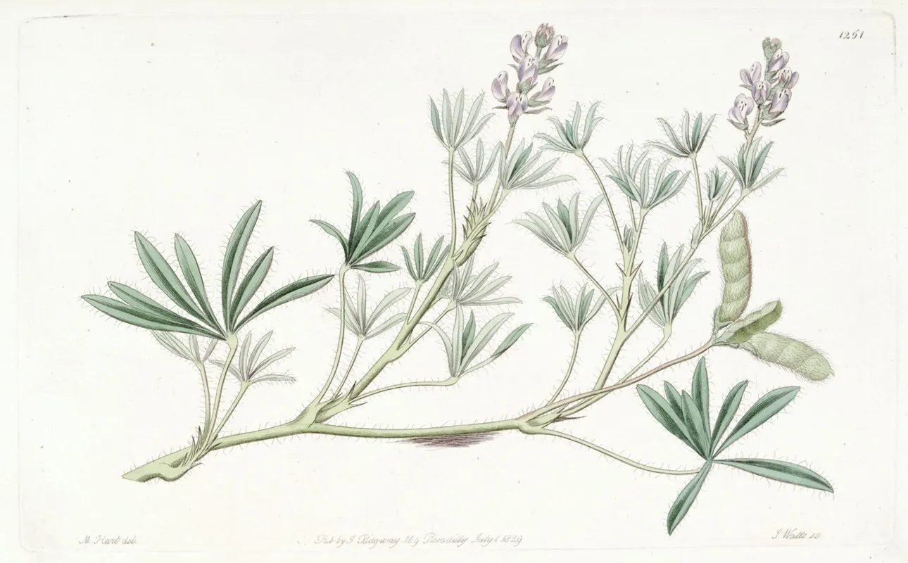 Small Flowered Lupine Wall Art by Sydenham Edwards - High-Resolution Digital Print
