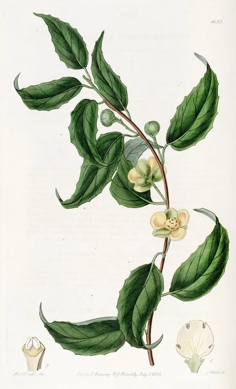 Small Flowered Sphaerostema Wall Art by Sydenham Edwards - High-Resolution Digital Print