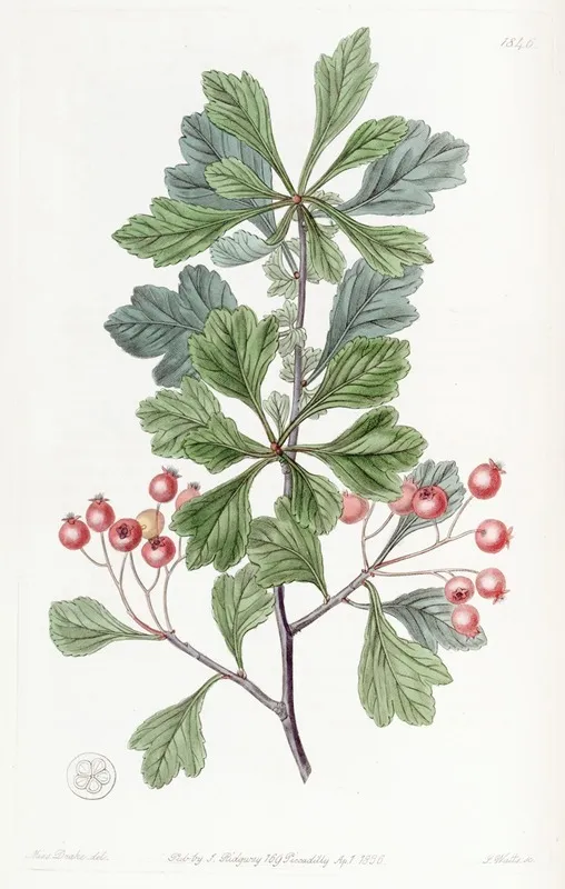 Small Fruited Thorn Wall Art by Sydenham Edwards - High-Resolution Digital Print