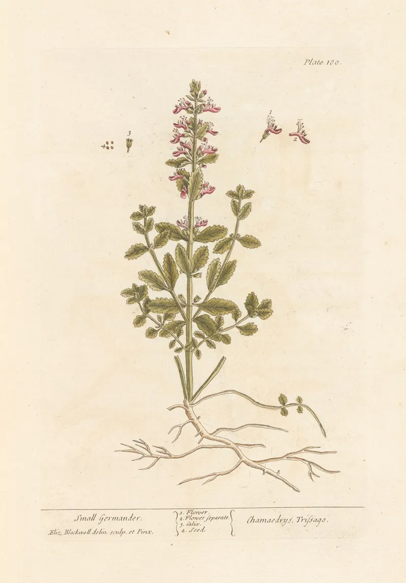 Small Germander Wall Art by Elizabeth Blackwell - High-Resolution Digital Print