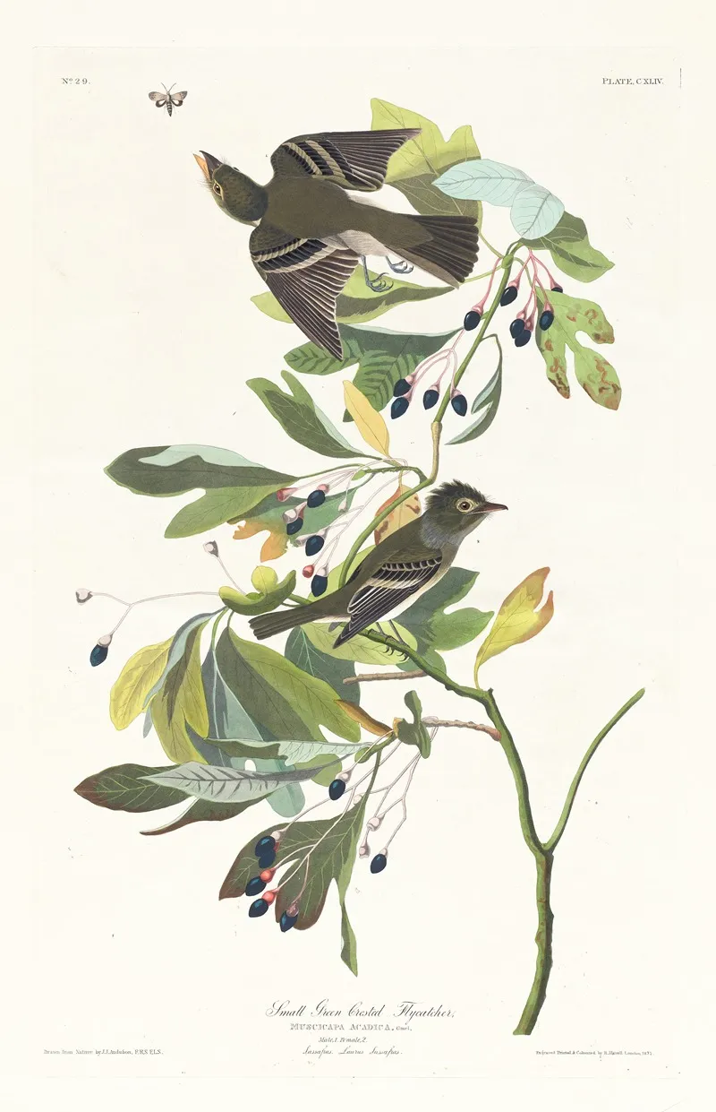 Small Green Crested Flycatcher Wall Art by John James Audubon - High-Resolution Digital Print
