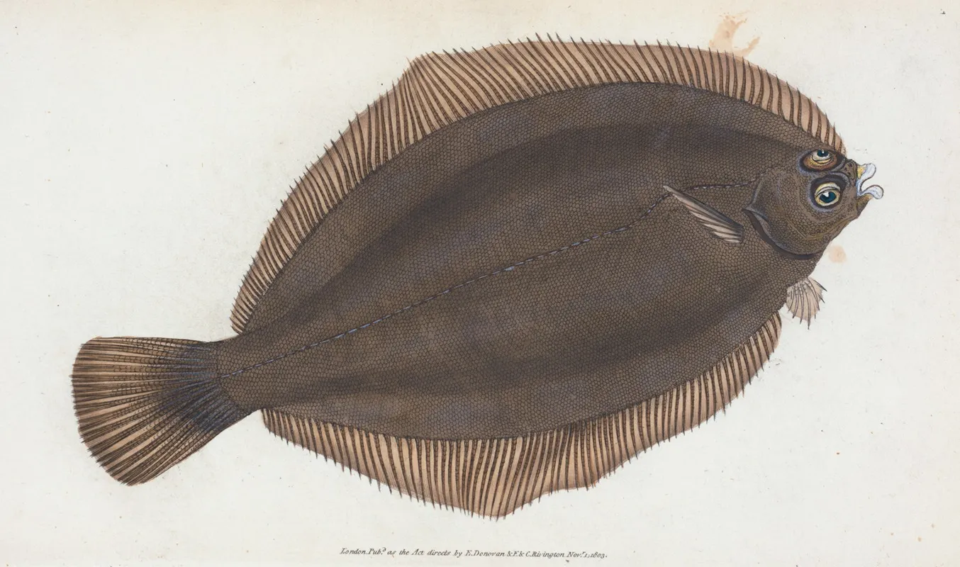 Small Headed Dab Pleuronectes Microcephalus Wall Art by Edward Donovan - High-Resolution Digital Print