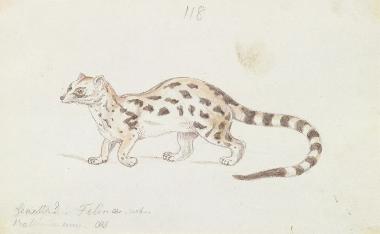 Small Indian Civet