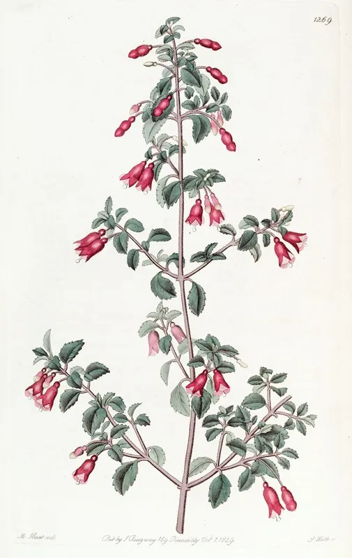 Small Leaved Fuchsia Wall Art by Sydenham Edwards - High-Resolution Digital Print