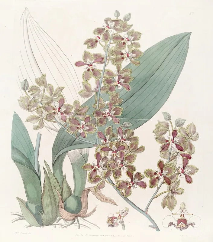 Small Lipped Oncidium Wall Art by Sydenham Edwards - High-Resolution Digital Print