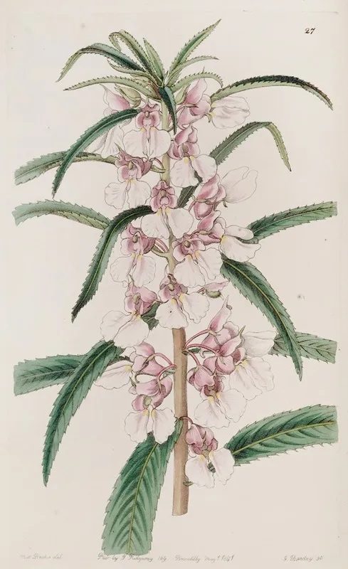 Small Pink Balsam Wall Art by Sydenham Edwards - High-Resolution Digital Print