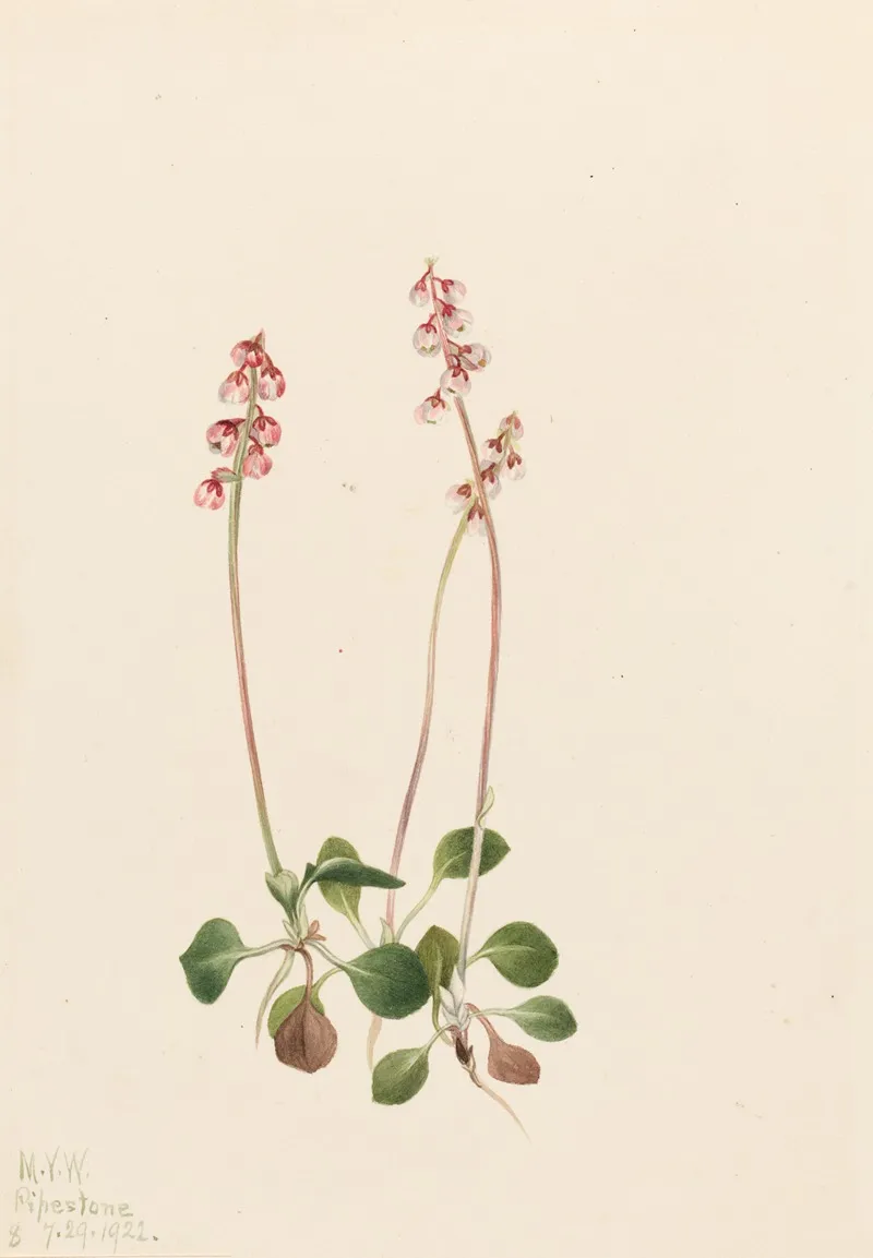 Small Pyrola Pyrola Minor 2