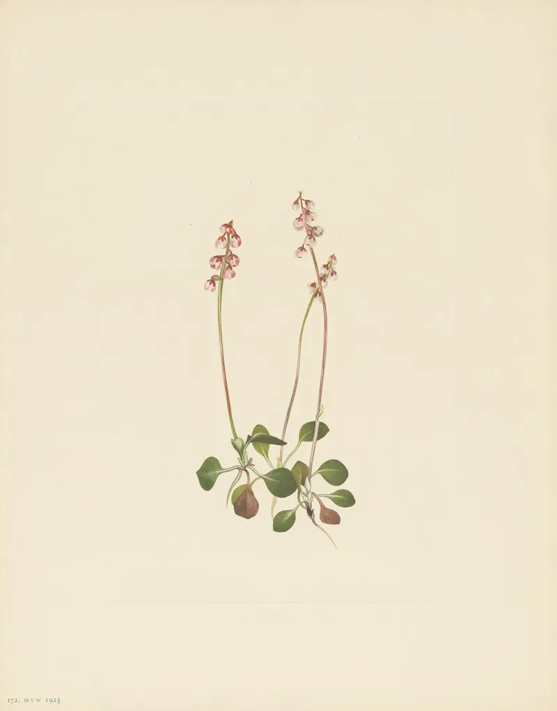 Small Pyrola Pyrola Minor 3