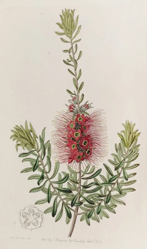 Small Spiked Callistemon Wall Art by Sydenham Edwards - High-Resolution Digital Print