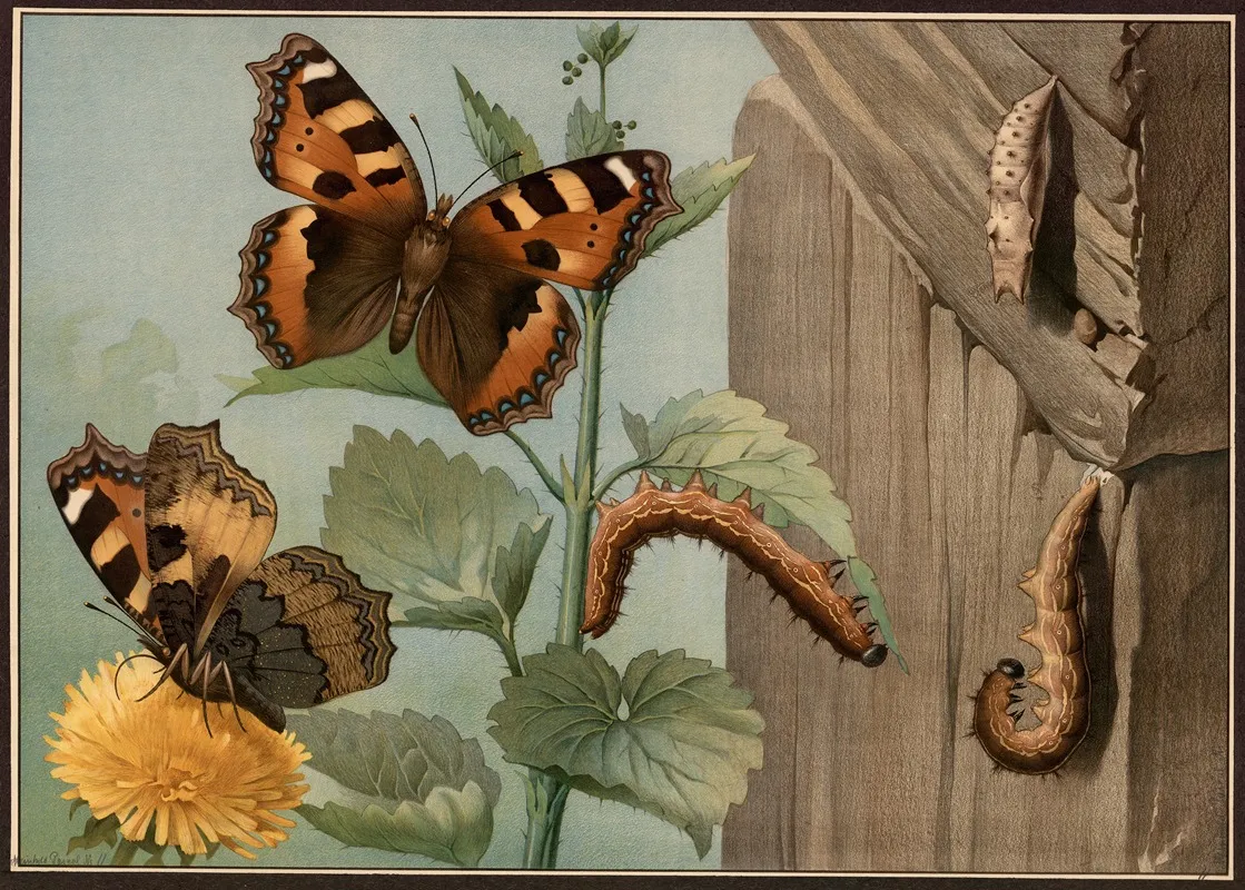 Small Tortoiseshell Butterfly Aglais Urticae Wall Art by G. Pascal - High-Resolution Digital Print