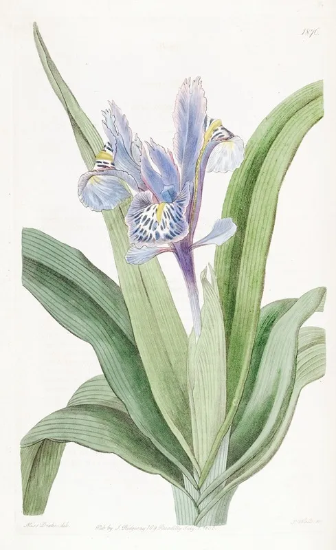 Small Winged Iris Wall Art by Sydenham Edwards - High-Resolution Digital Print