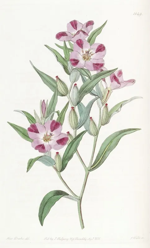 Smart Godetia Wall Art by Sydenham Edwards - High-Resolution Digital Print