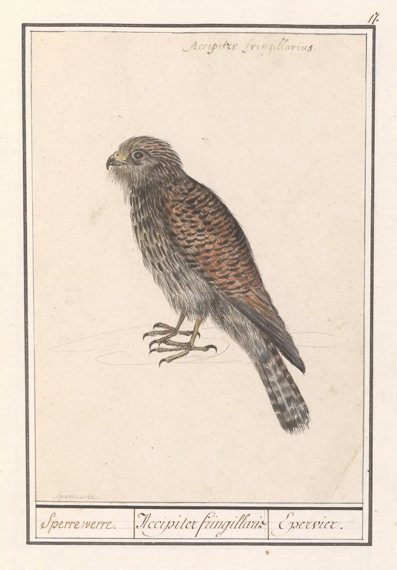 Smelleken Falco Columbarius Wall Art by Anselmus Boëtius de Boodt - High-Resolution Digital Print