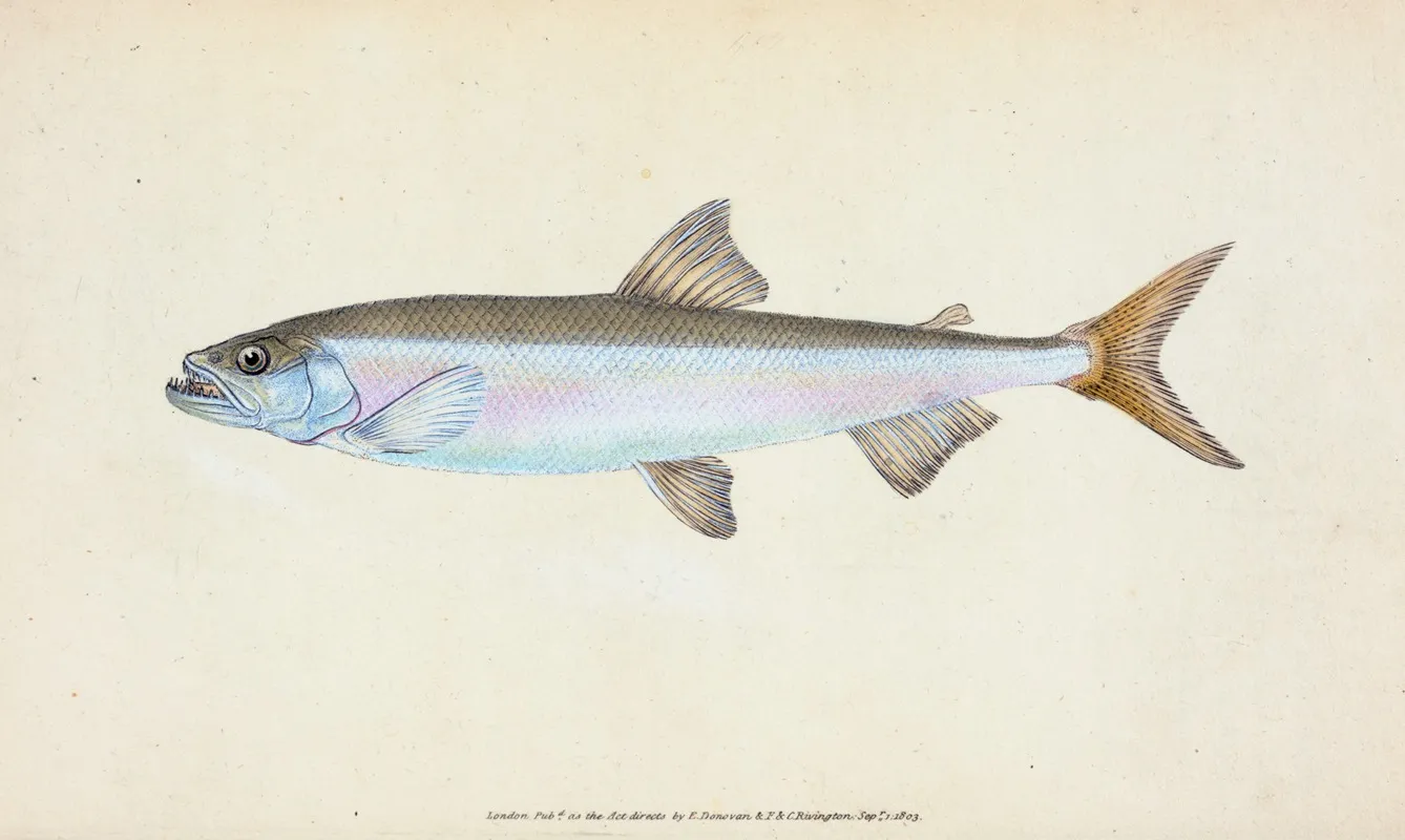 Smelt Salmo Eperlanus Wall Art by Edward Donovan - High-Resolution Digital Print