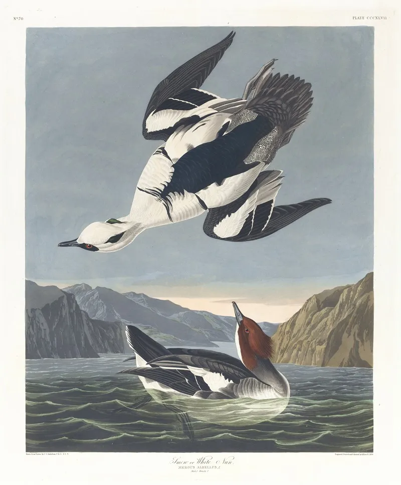 Smew Or White Nun Wall Art by John James Audubon - High-Resolution Digital Print