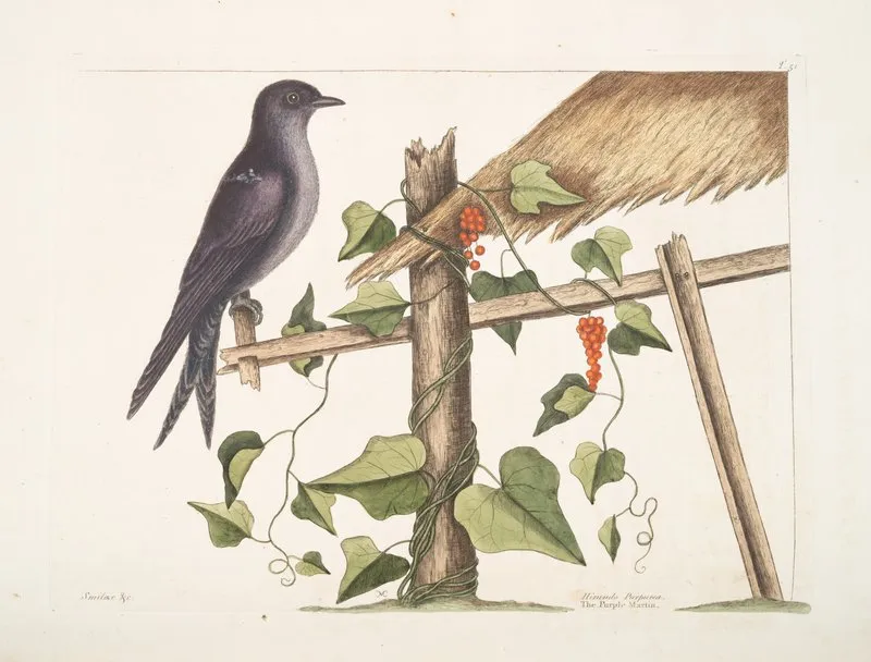 Smilax Hirundo Purpurea The Purple Martin Wall Art by Mark Catesby - High-Resolution Digital Print