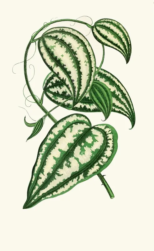 Smilax Macrophylla Wall Art by Edward Joseph Lowe - High-Resolution Digital Print