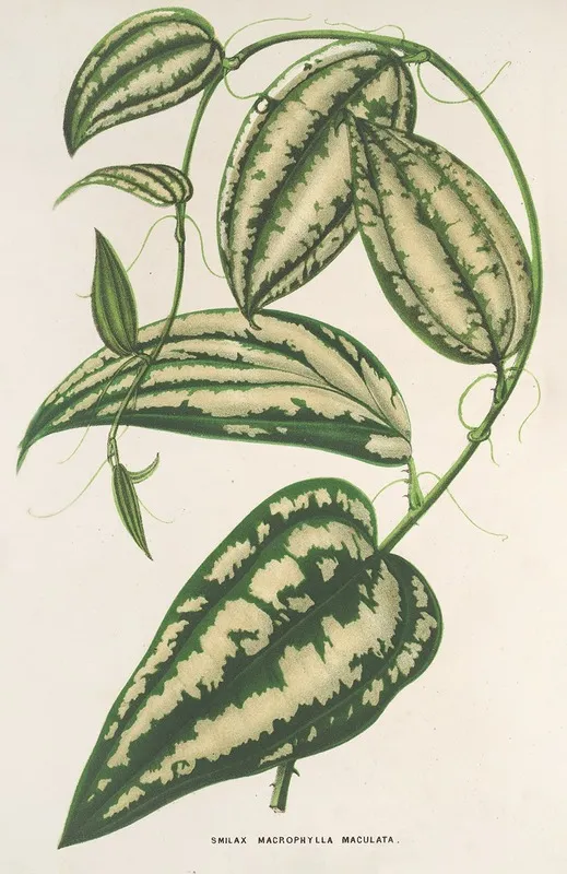 Smilax Ornata Wall Art by Charles Antoine Lemaire - High-Resolution Digital Print