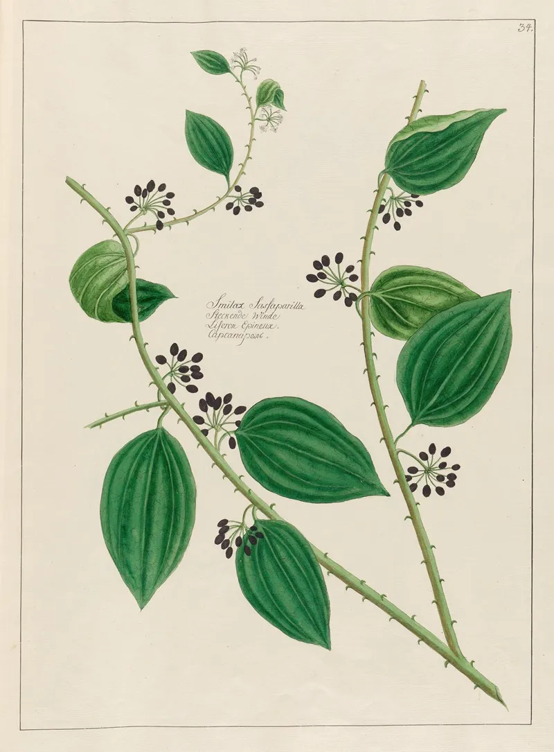 Smilax Sassaparilla Wall Art by Petr Martynovich Gofman - High-Resolution Digital Print