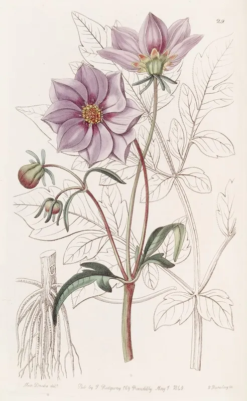 Smooth Dwarf Dahlia Wall Art by Sydenham Edwards - High-Resolution Digital Print
