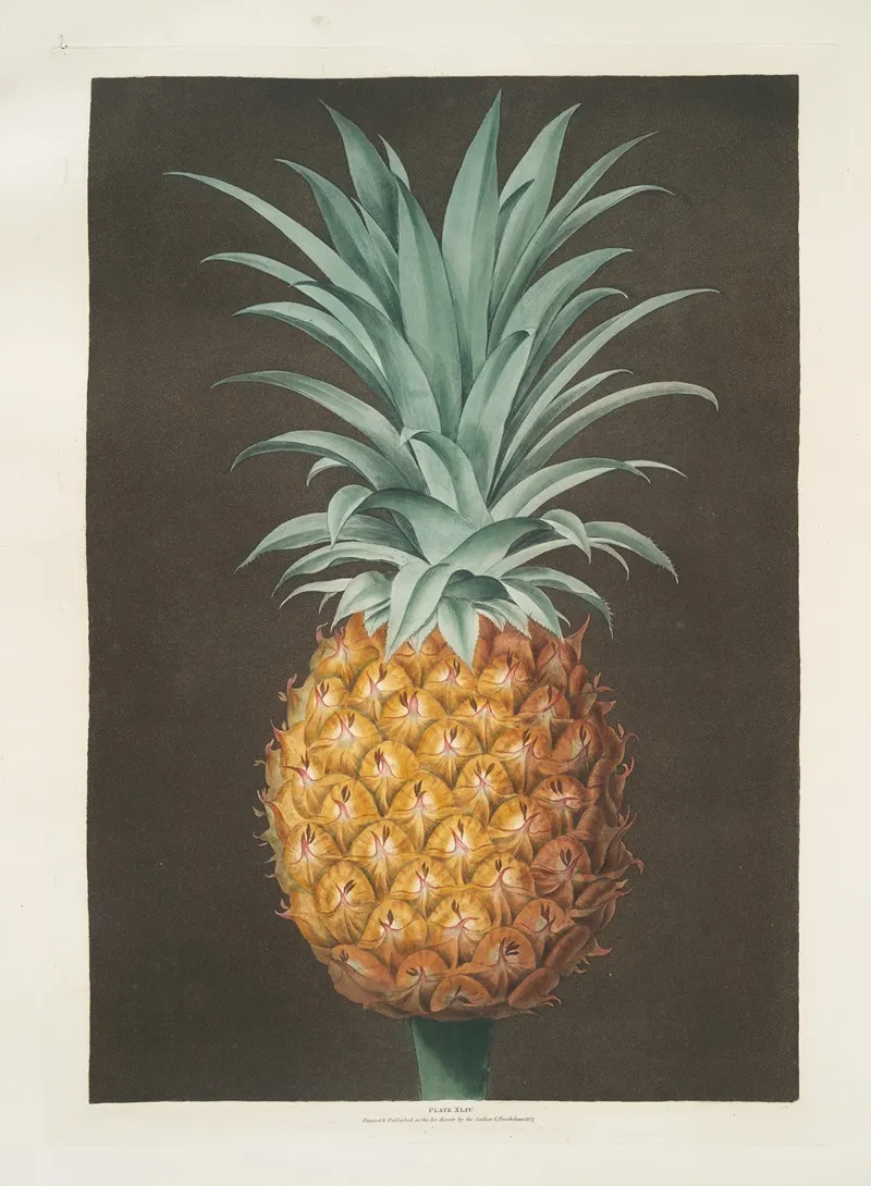 Smooth Leaved Green Antigua Pine Wall Art by George Brookshaw - High-Resolution Digital Print