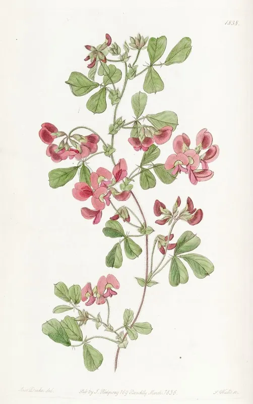 Smooth Leaved Kennedya Wall Art by Sydenham Edwards - High-Resolution Digital Print