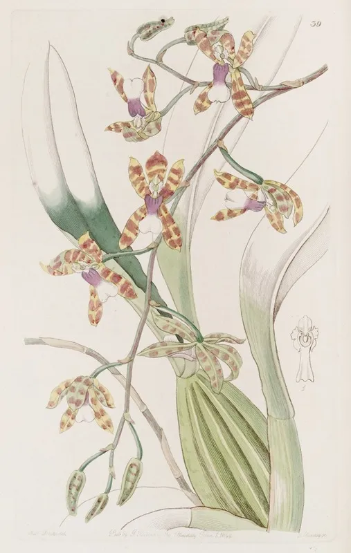 Smooth Lipped Odontoglossum Wall Art by Sydenham Edwards - High-Resolution Digital Print