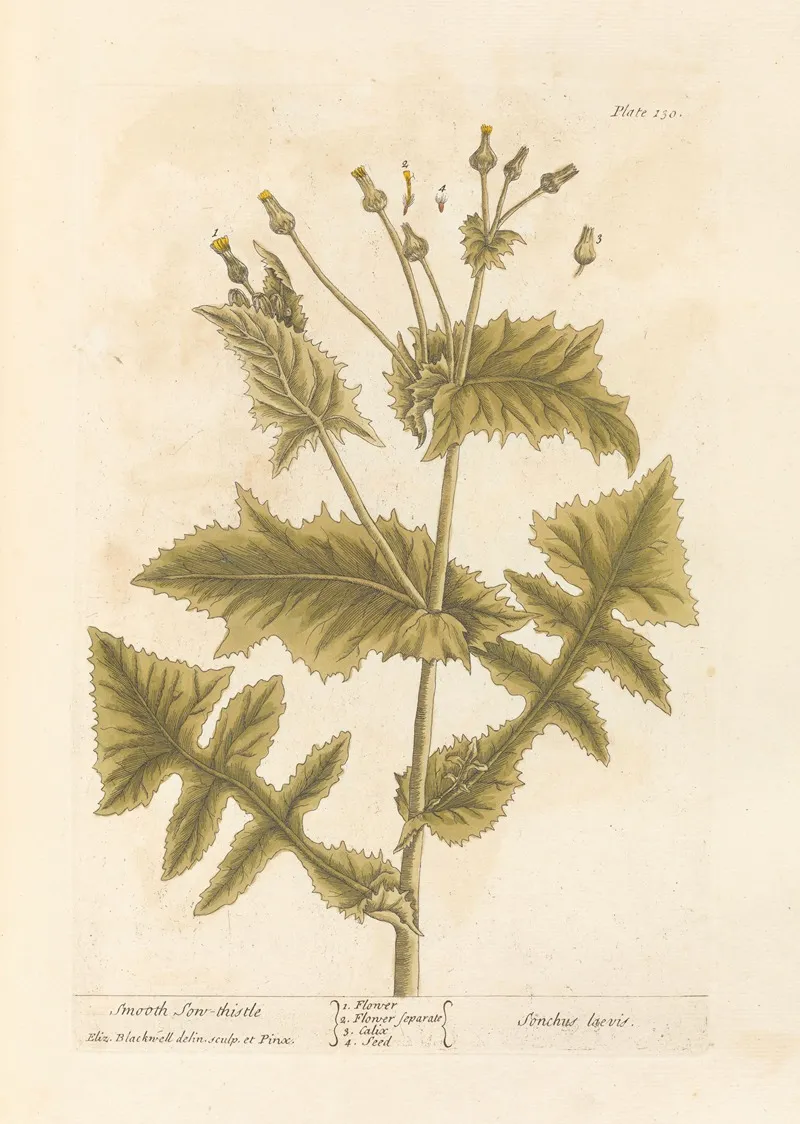 Smooth Sow Thistle Wall Art by Elizabeth Blackwell - High-Resolution Digital Print