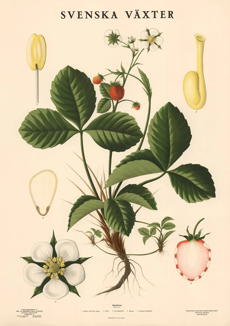Smultron Fragaria Vesca Wall Art by Max Richter - High-Resolution Digital Print
