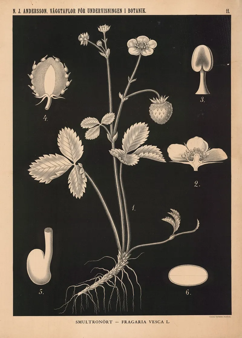 Smultronort Fragaria Vesca L Wall Art by Nils Johan Andersson - High-Resolution Digital Print