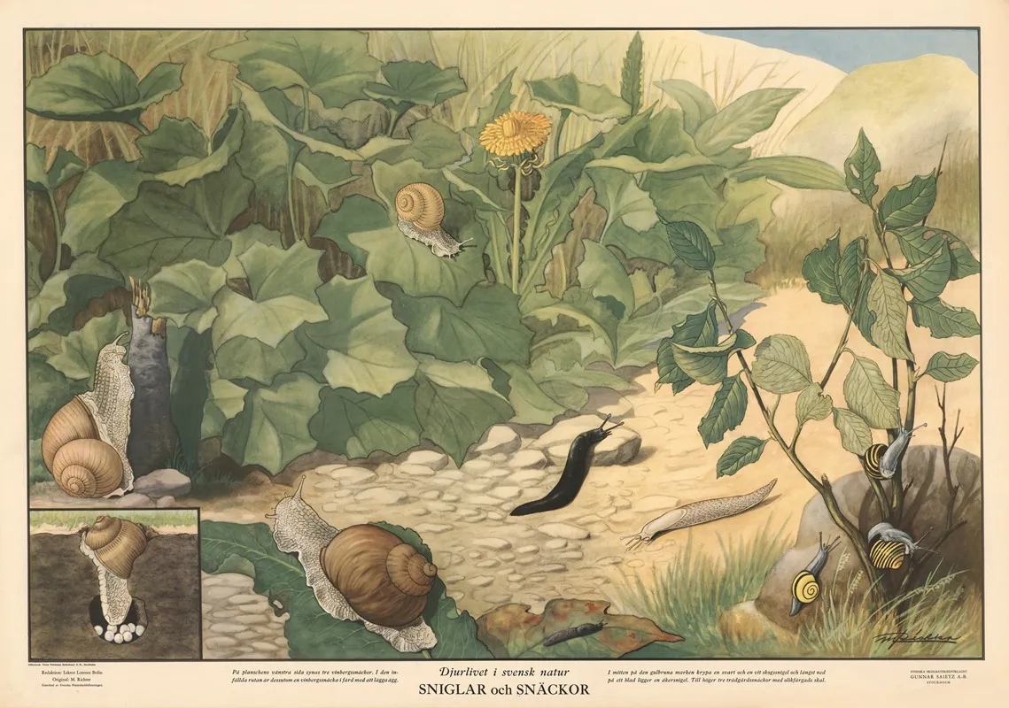 Snails And Slugs Wall Art by Max Richter - High-Resolution Digital Print