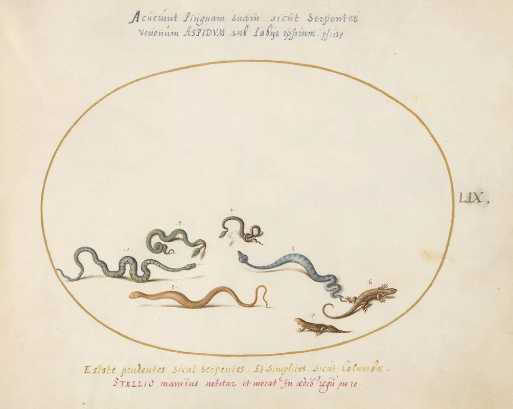 Snakes And A Lizard