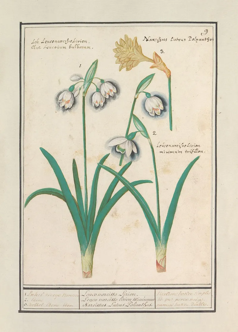 Sneeuwklokjes Galanthus En Een Narcis Narcissus Wall Art by Anselmus Boëtius de Boodt - High-Resolution Digital Print