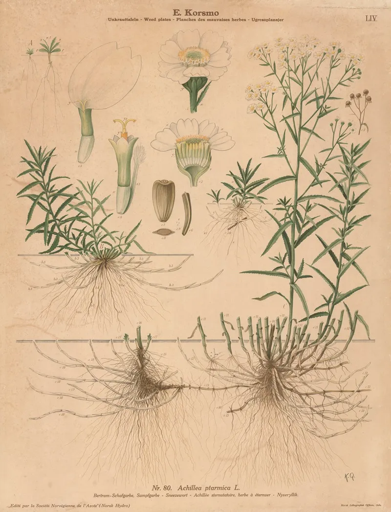 Sneezewort Wall Art by Knut Quelprud - High-Resolution Digital Print