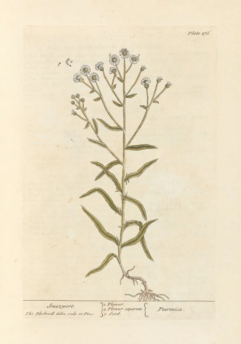 Sneezwort Wall Art by Elizabeth Blackwell - High-Resolution Digital Print