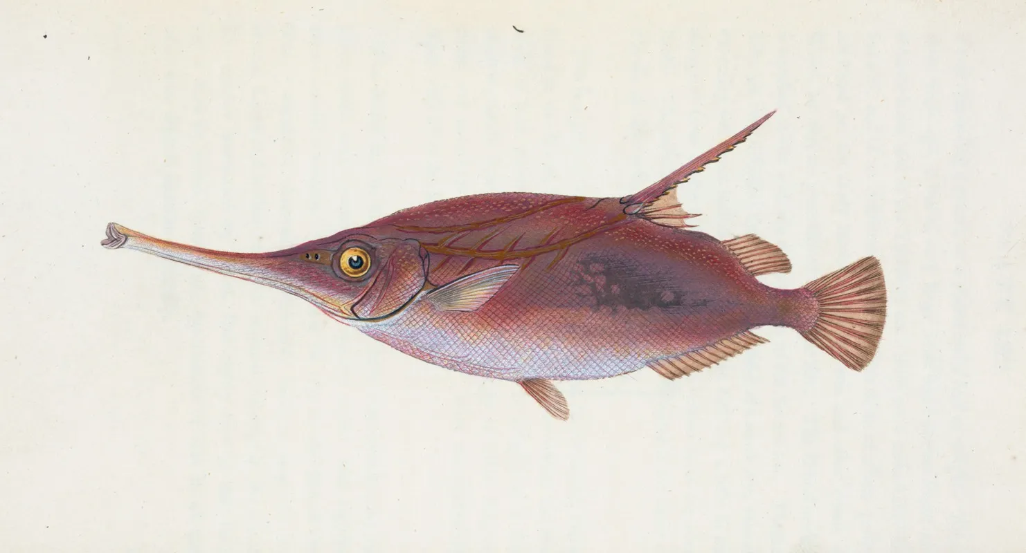 Snipe Or Trumpet Fish Centriscus Scolopax Wall Art by Edward Donovan - High-Resolution Digital Print