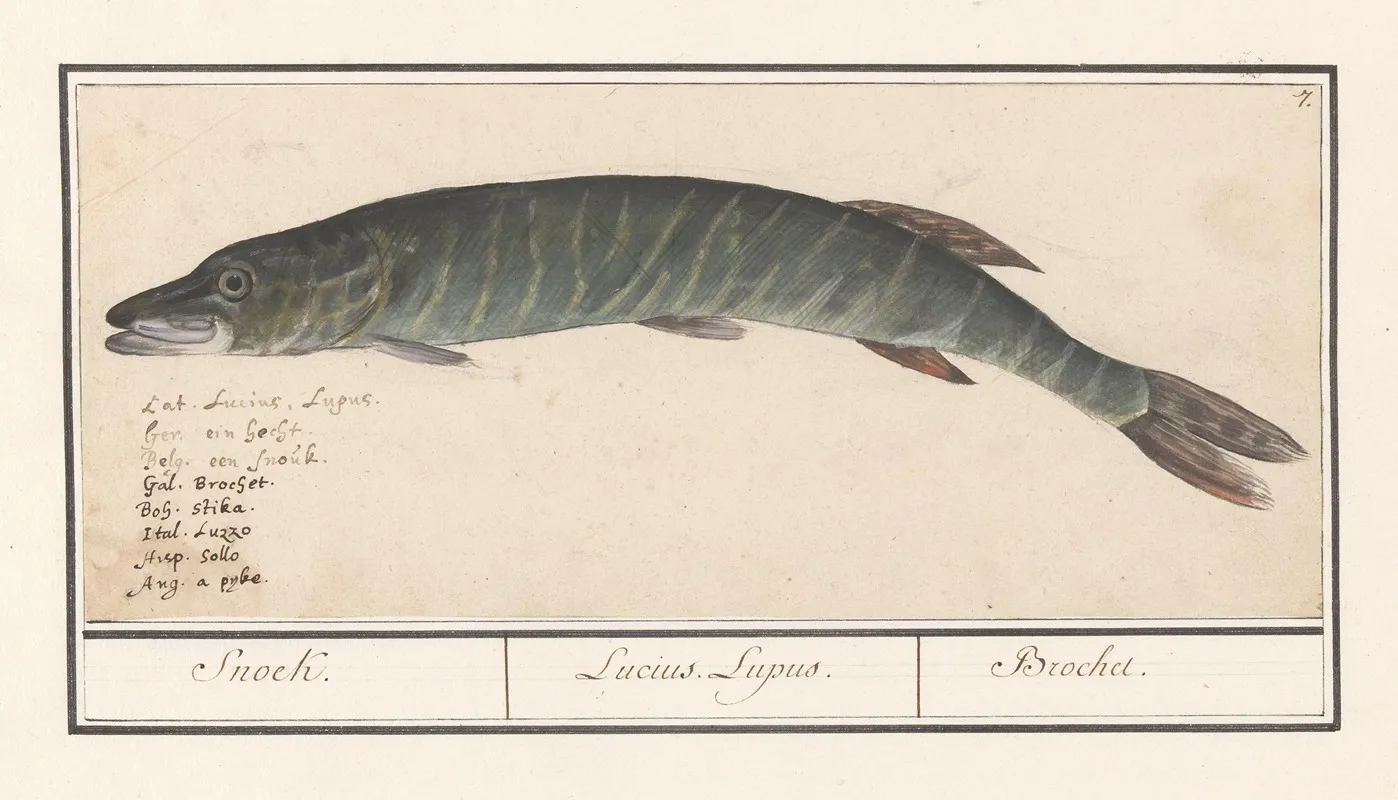 Snoek Esox Lucius Snoek Lucius Lupus Brochet Wall Art by Anselmus Boëtius de Boodt - High-Resolution Digital Print