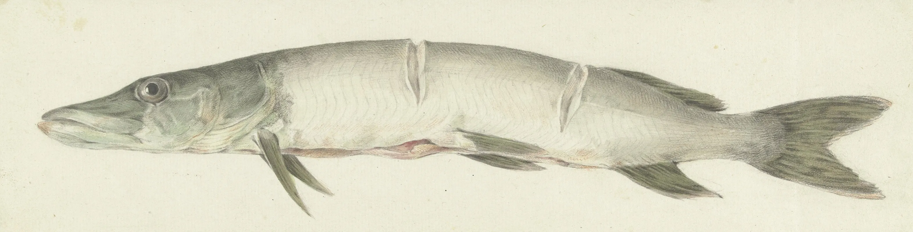 Snoek Met Twee Inkepingen Op De Rug Wall Art by Jean Bernard - High-Resolution Digital Print