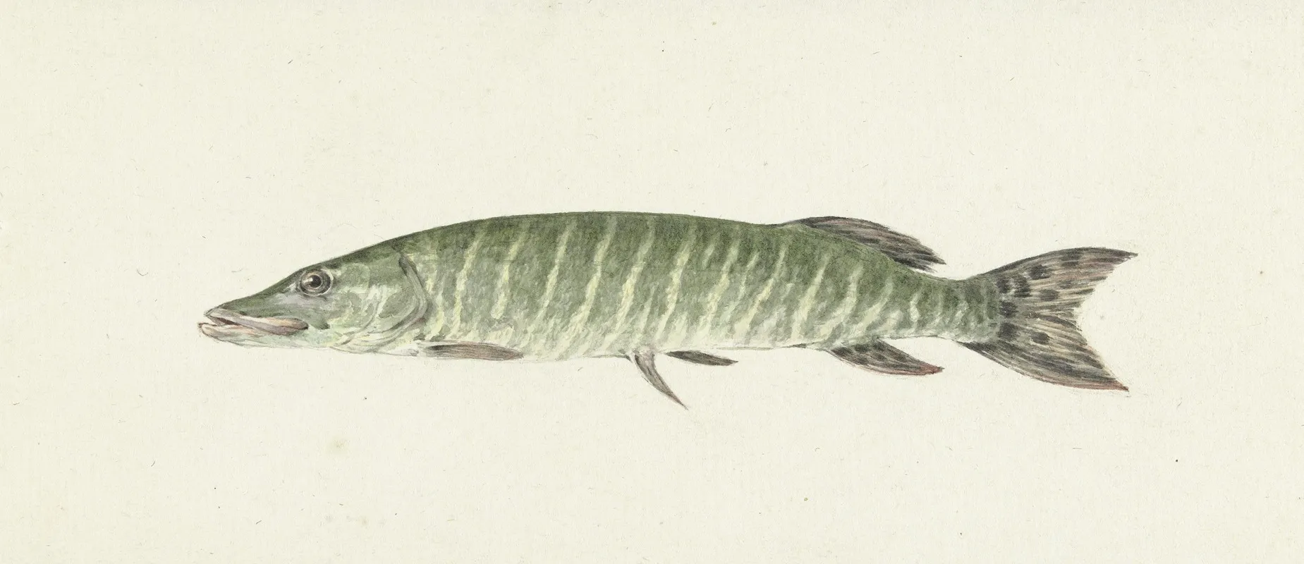 Snoek Wall Art by Jean Bernard - High-Resolution Digital Print