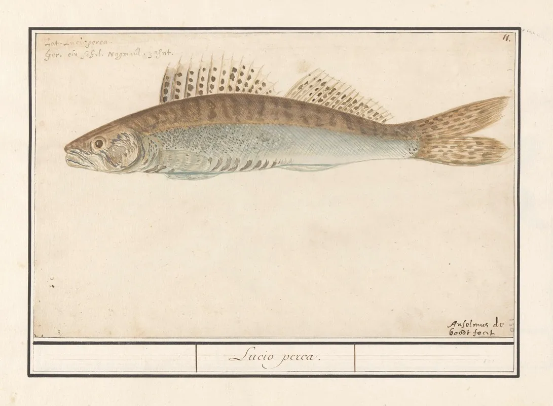 Snoekbaars Sander Lucioperca Lucio Perca Wall Art by Anselmus Boëtius de Boodt - High-Resolution Digital Print