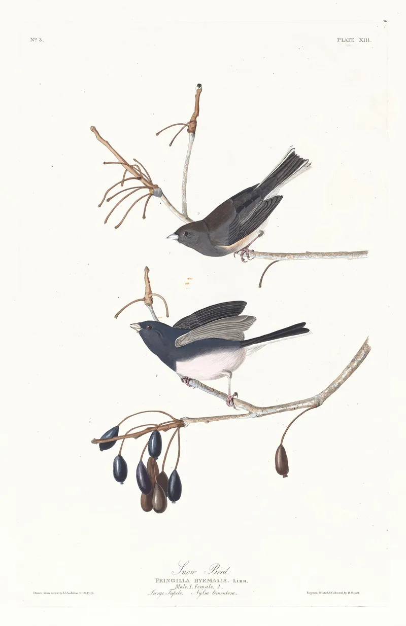 Snow Bird 2 Wall Art by John James Audubon - High-Resolution Digital Print