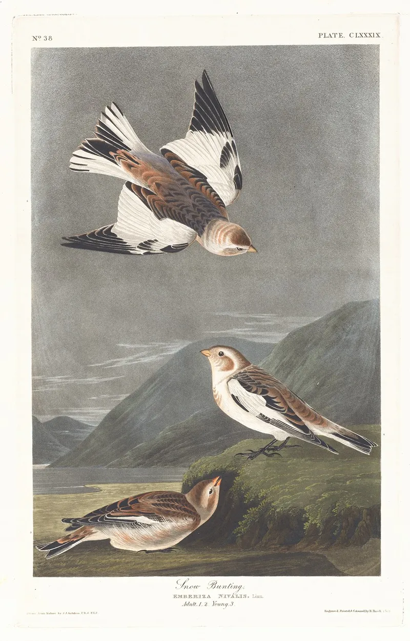 Snow Bunting Wall Art by John James Audubon - High-Resolution Digital Print